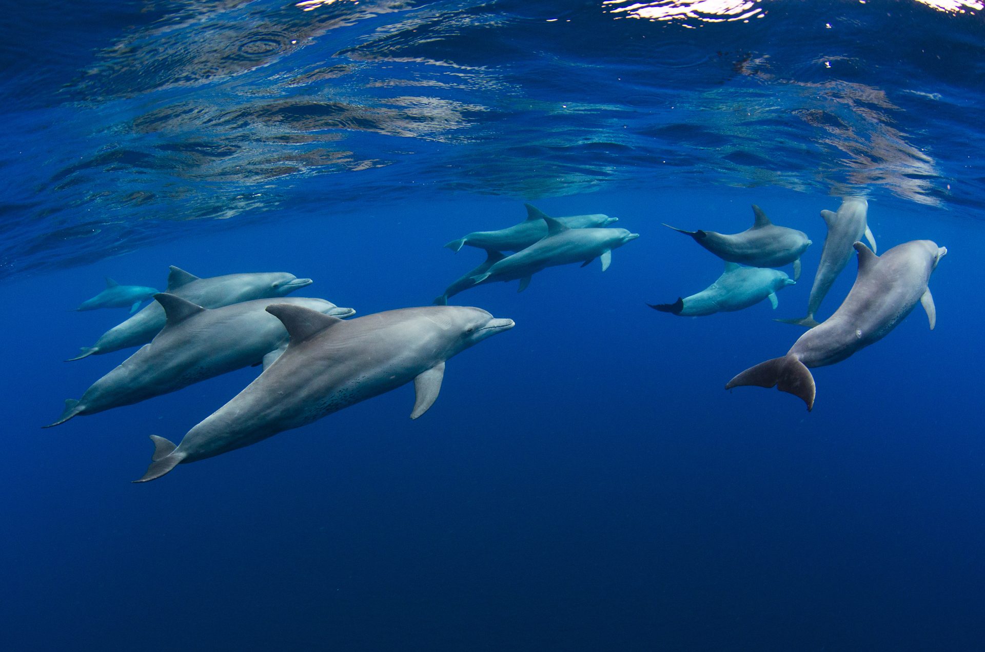 dolphins